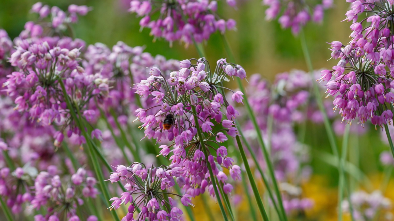 Flowering аllium cernuum in garden.Allium cernuum, known as nodding onion or lady's leek, is a perennial plant in the genus Allium