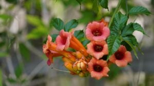 Campsis &times; tagliabuana (Madame Galen) is a mid-19th-century hybrid between Campsis radicans (American trumpet vine) and Campsis grandiflora (Chinese trumpet vine). Hanover &ndash; Berggarten, Germany.