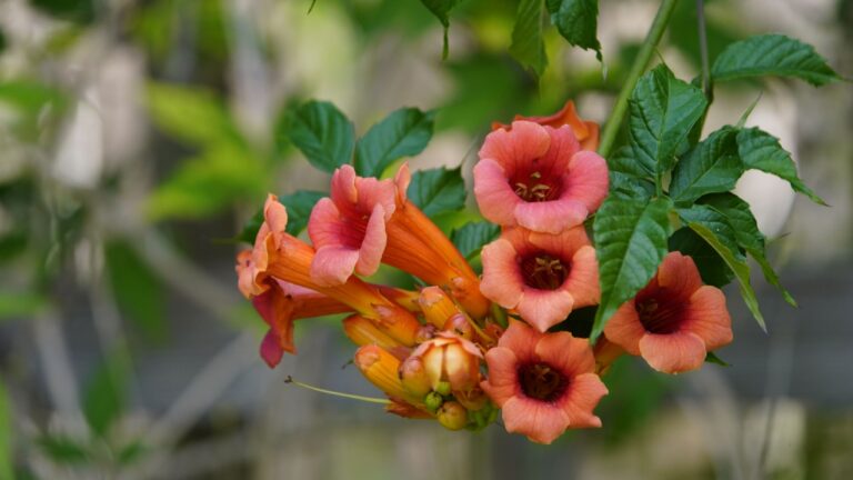 Campsis × tagliabuana (Madame Galen) is a mid-19th-century hybrid between Campsis radicans (American trumpet vine) and Campsis grandiflora (Chinese trumpet vine). Hanover – Berggarten, Germany.
