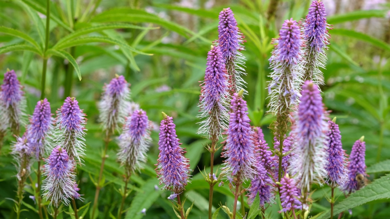 Pink and lilac spiked Veronicastrum virginicum, also known as culver's root, 'Fascination' in flower.