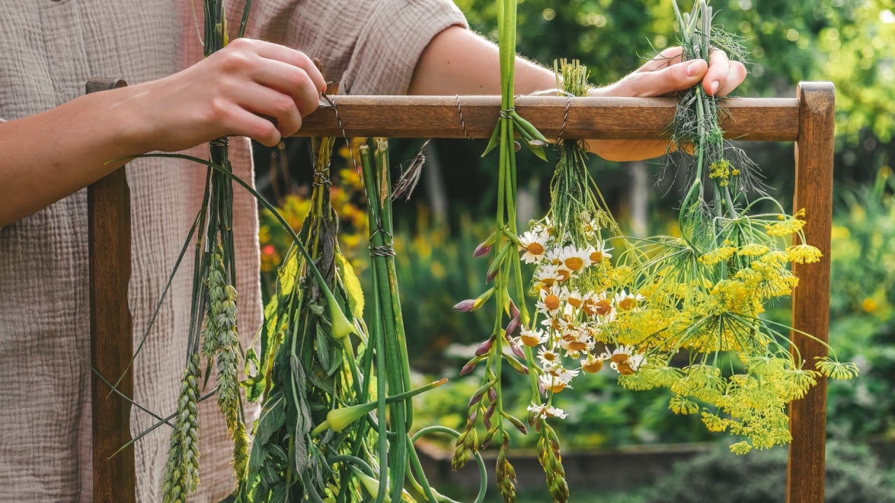 Aromatherapy herbal gathering and drying aesthetics organic herbs