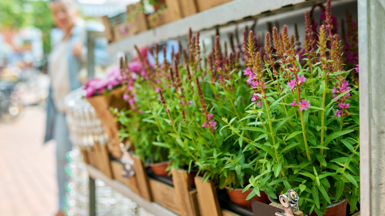 Close-up of pots blooming Purple Loosestrife, Lythrum tomentosum in flower shop