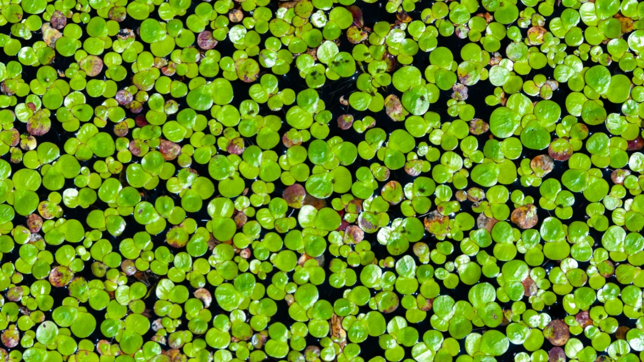 Lemna minor - the common duckweed or lesser duckweed, is an aquatic freshwater plant of the genus Lemna. River Southern Bug, Ukraine.