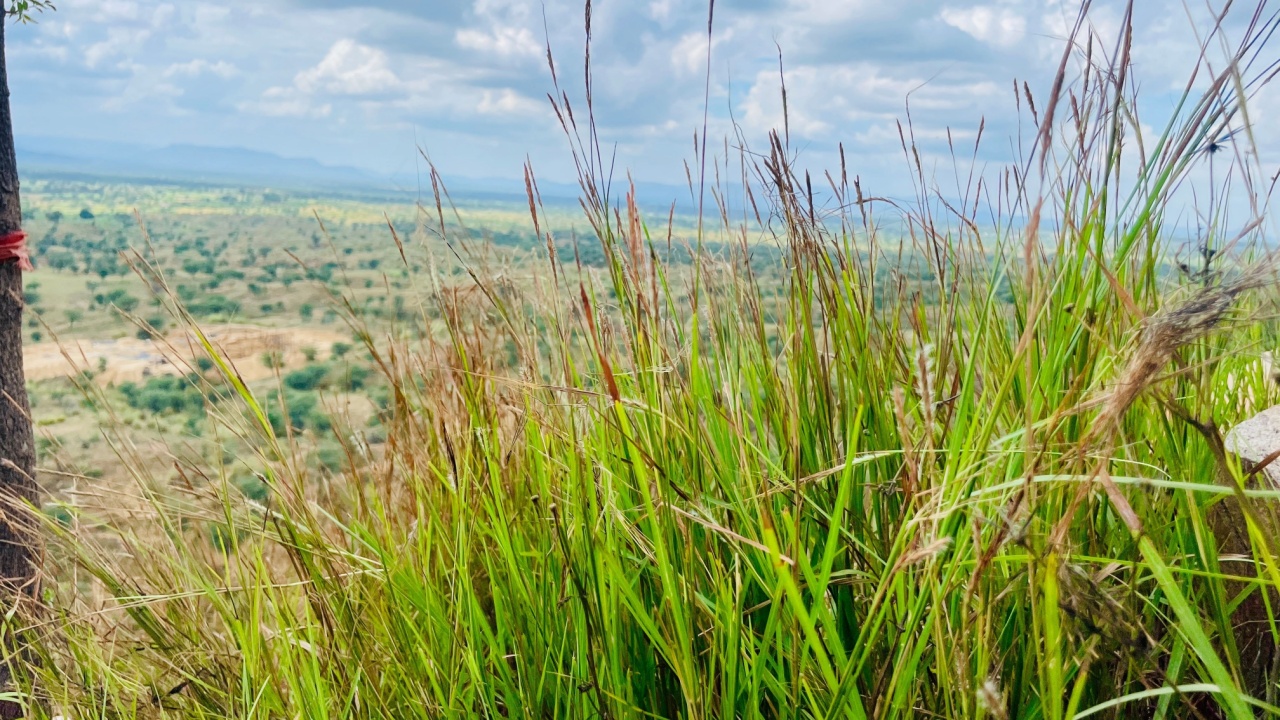 Close up of Big Bluestem grass Andropogon gerardii, Pitam Pura village, Rajasthan, India