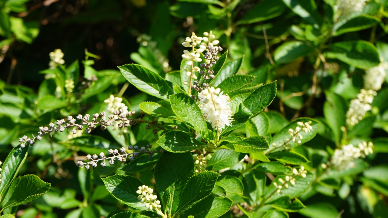 Clethra alnifolia bush blooms in July. Clethra alnifolia, the coastal sweetpepperbush or summersweet, is a species of flowering plant in the genus Clethra of the family Clethraceae. Potsdam, Germany