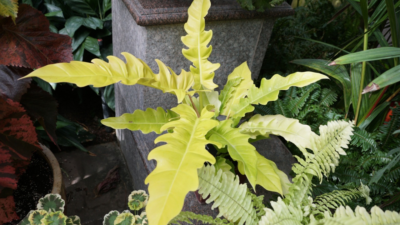 The bright yellow leaves color of Philodendron Golden Crocodile