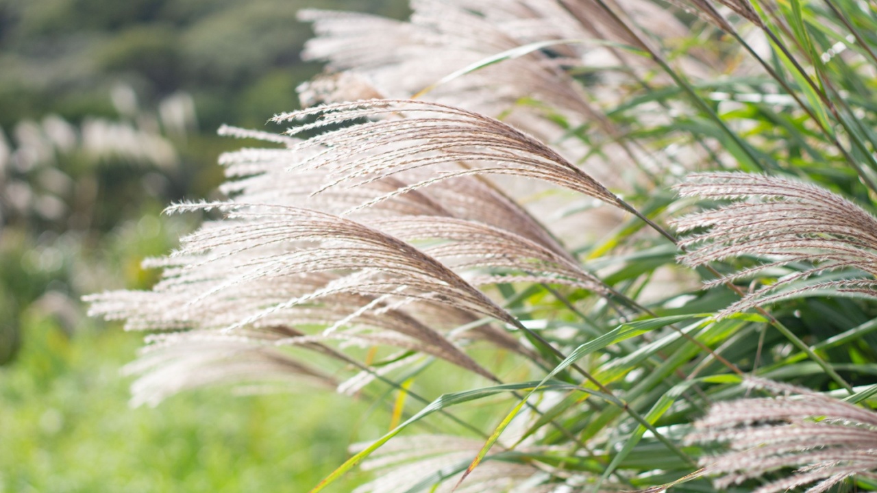 Selective focus of white fluffy flower Japanese prachtriet with morning frost, Miscanthus sinensis or maiden silvergrass is a species of flowering plant in the grass family Poaceae, Nature background.