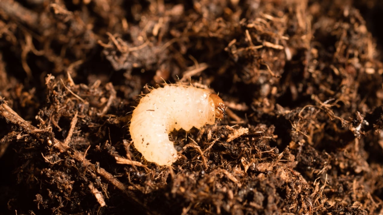 vine weevils and grubs in growing media and soil