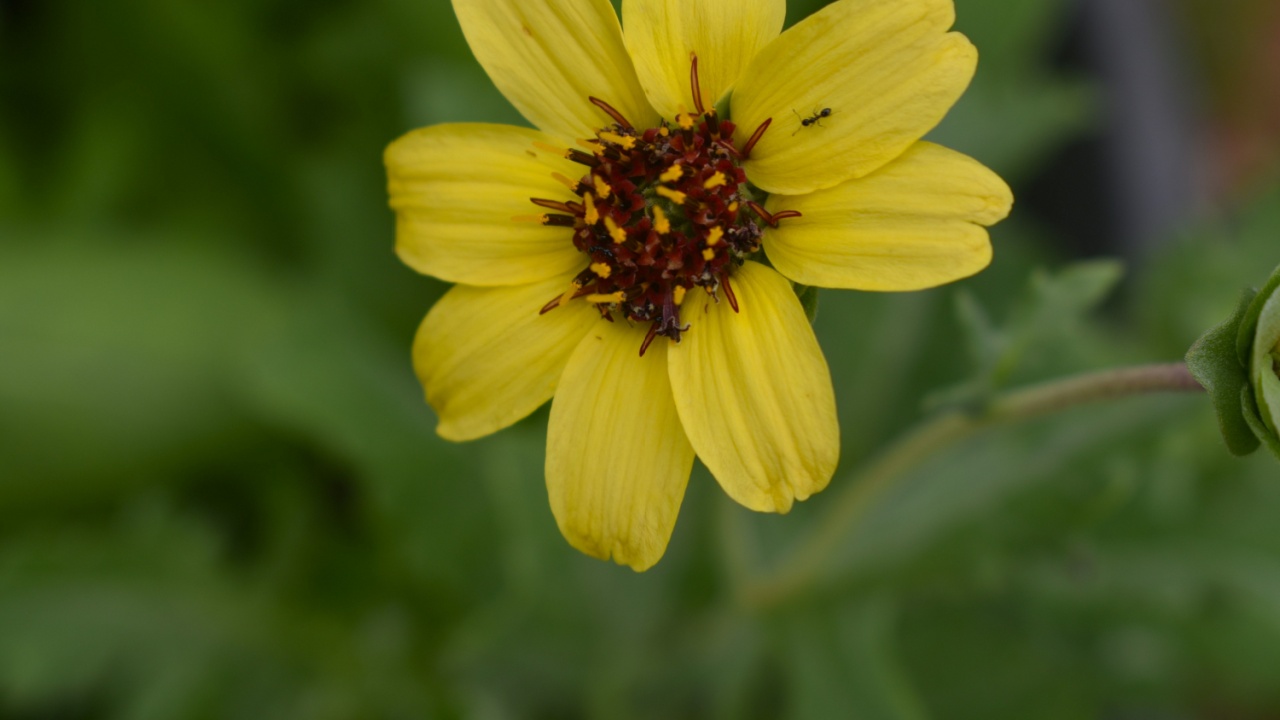 Chocolate Daisy (genus Berlandiera lyrata) (family Asteraceae) is a wildflower with a pleasant cocoa scent. It is also known as chocolate flower, the green-eyed lyre leaf, or lyreleaf greeneye.