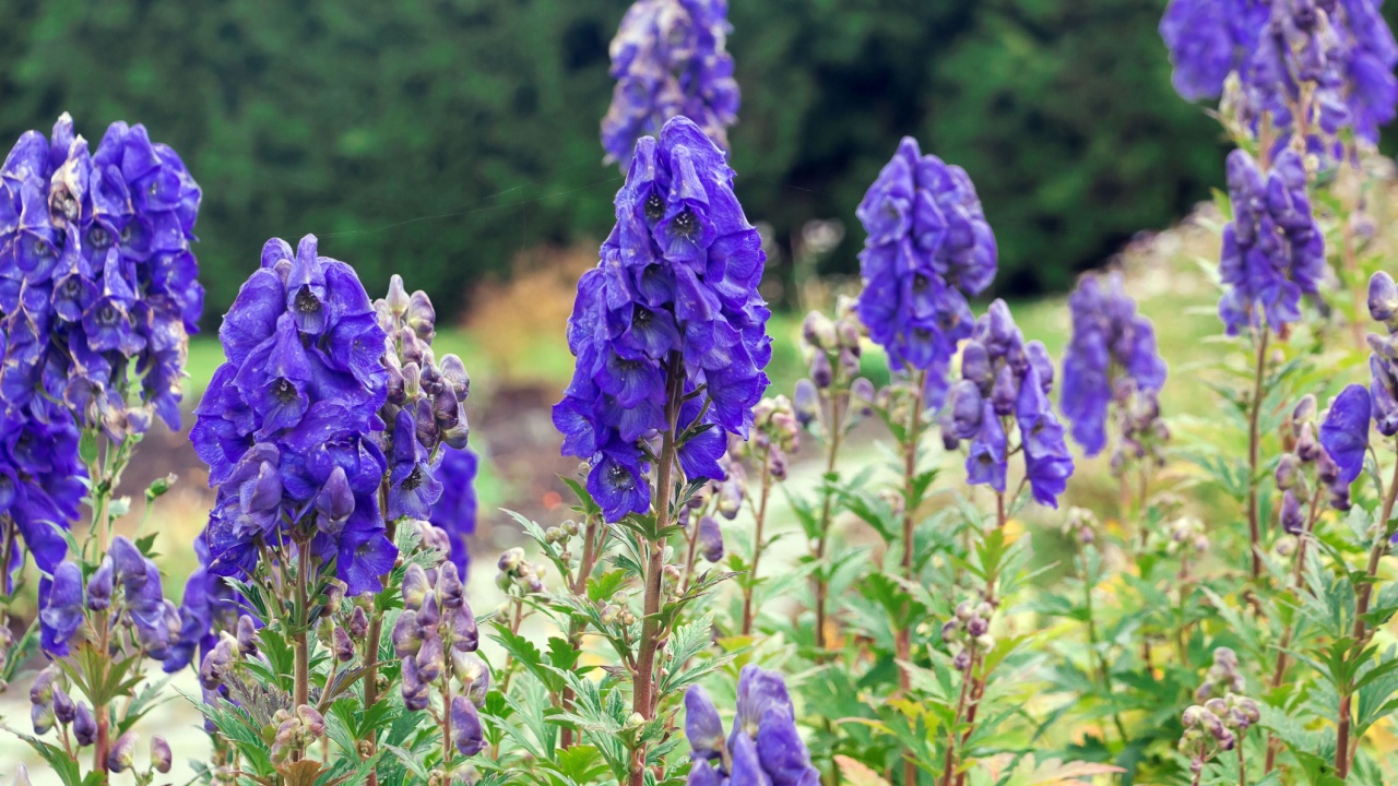 Aconitum napellus, known as monkshood, aconite, Venus chariot or wolfsbane.