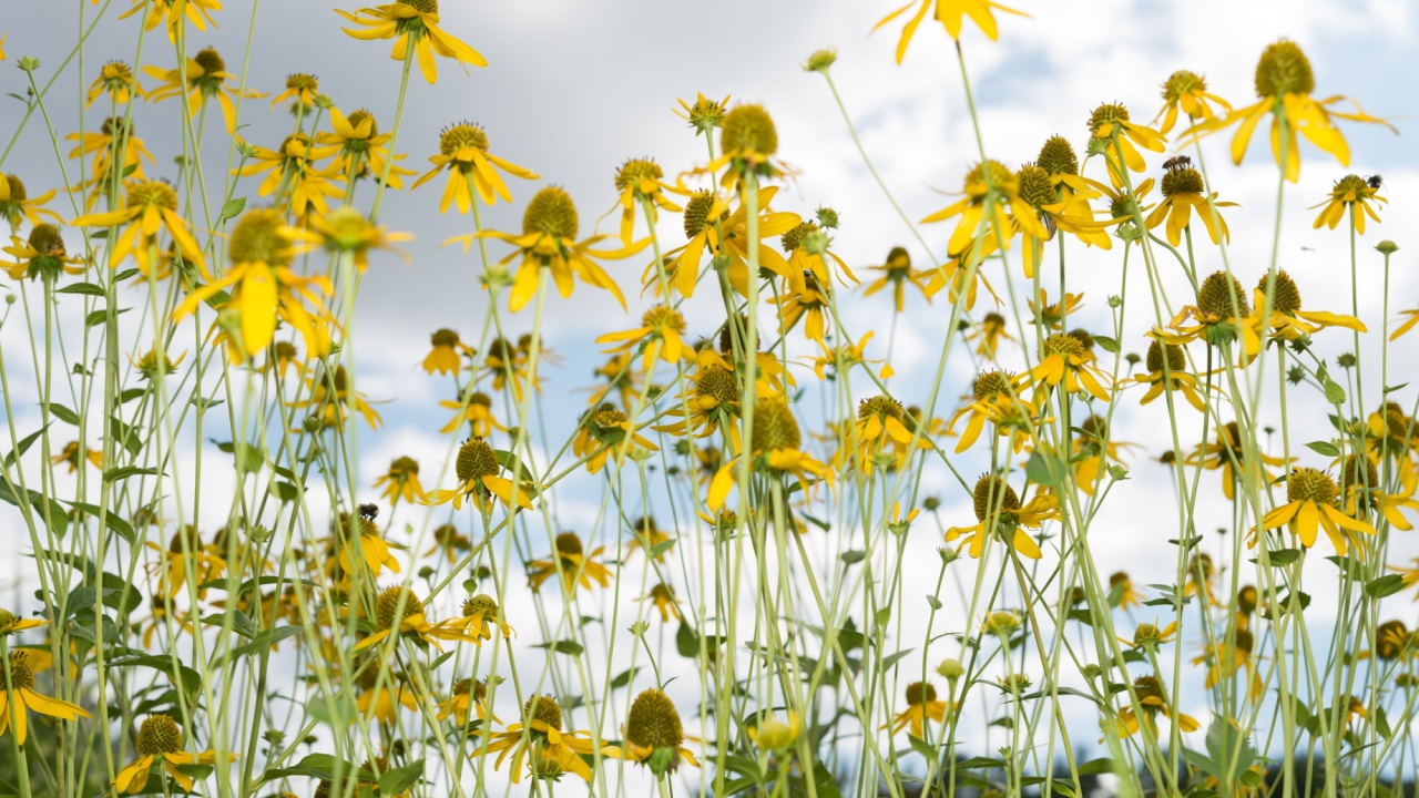 glancing up at rudbeckia maxima on a cloudy sky