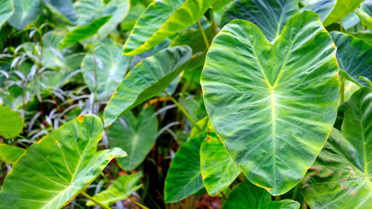 Taro or elephant ear plant leaves in a lush garden, exotic plant background