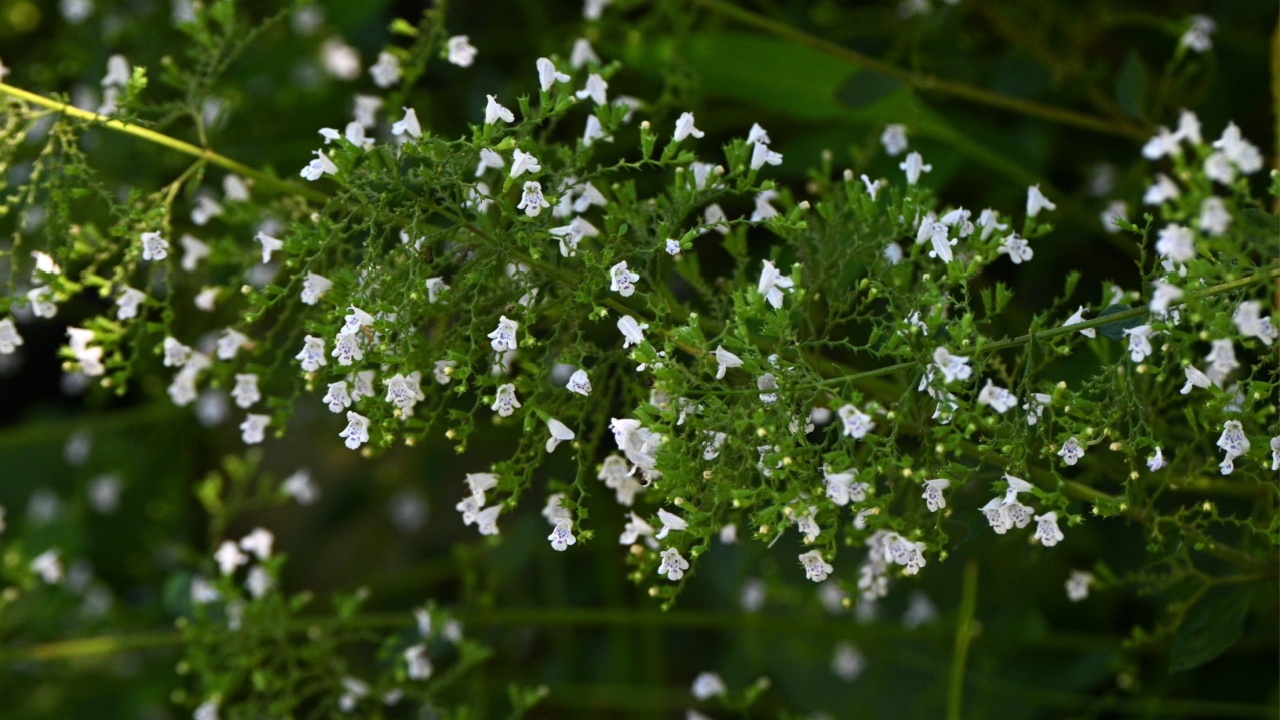 Calamintha nepeta ( Lesser calamint ) flowers. Lamiaceae evergreen perennial herb. Small white flowers with light purple spots on the petals bloom from early summer to autumn.
