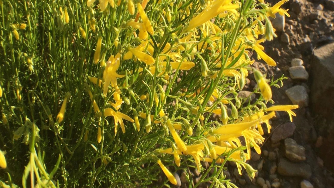 Beautiful Pineleaf Penstemon a top native wildflower, ideal for waterwise garden, showcases stunning red flowers, perfect for a vibrant backdrop.