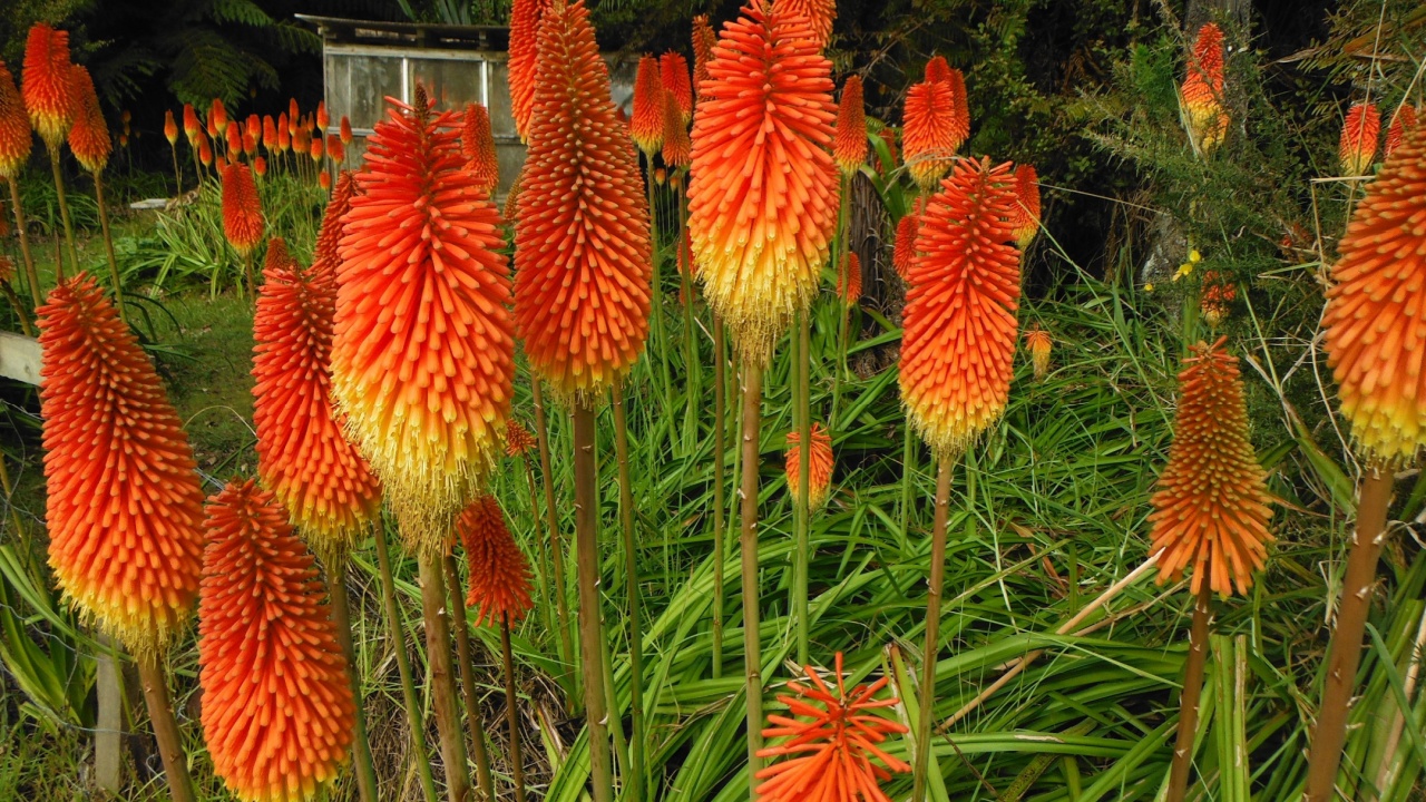 Kniphofia uvaria. Red hot poker. Torch Lily. Colorful Desert Plant 