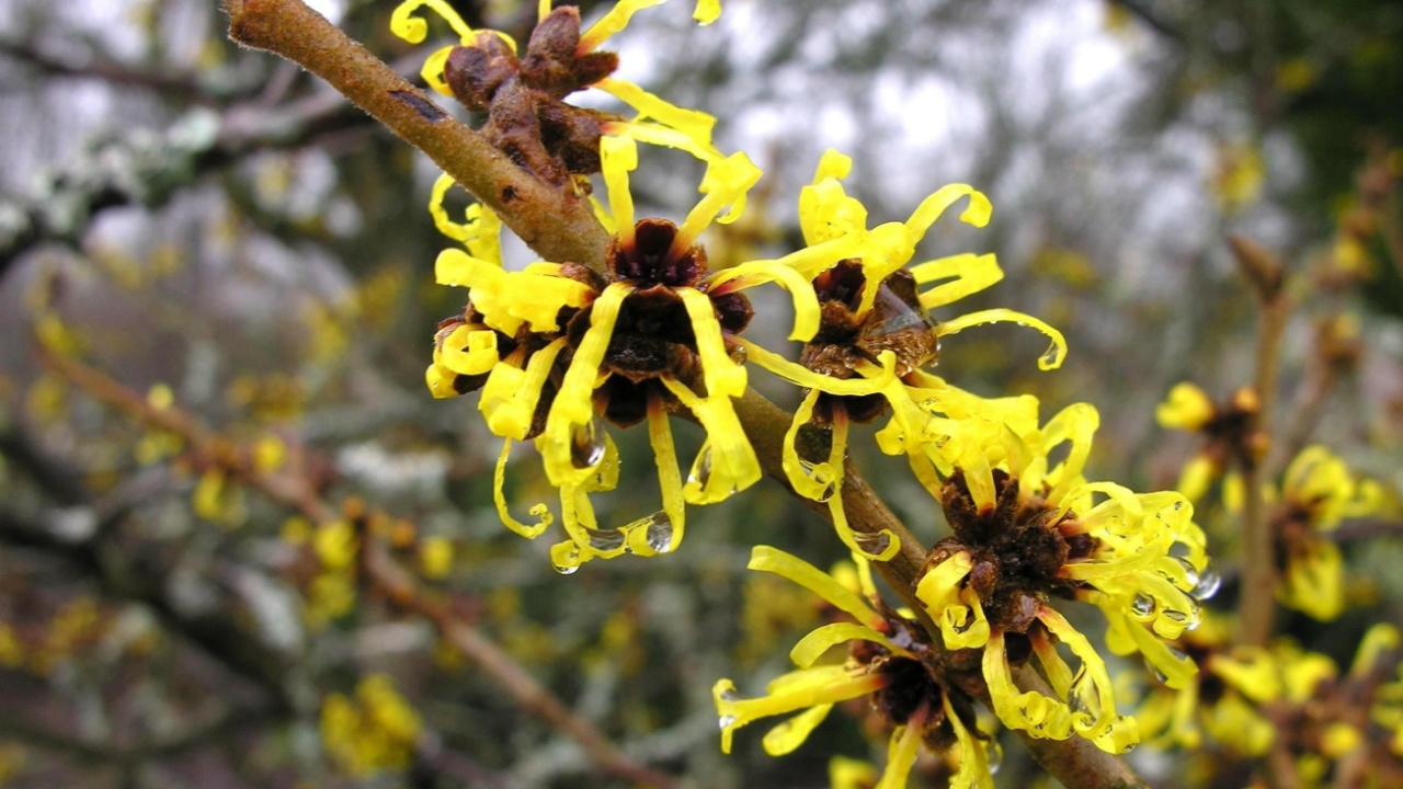 Witch-hazel - Hamamelis vernalis