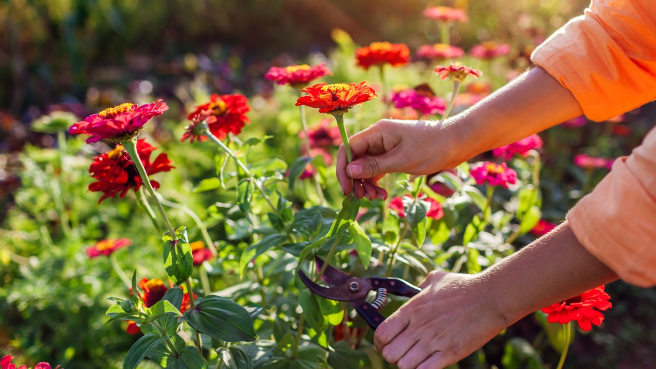 Woman gardener picks colorful zinnias in summer garden using pruner. Cut flowers harvest. Close up