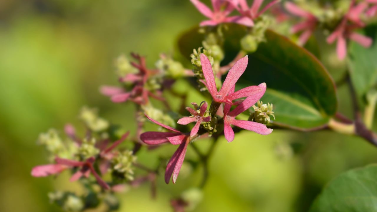 Seven-son flower tree branch - Latin name - Heptacodium miconioides Minhep