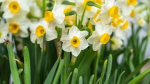 blooming narcissus or white daffodils in close view