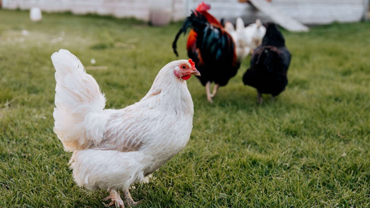A white leghorn chicken in the farm yard.