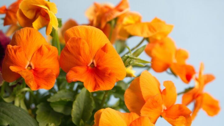 15 Stunning Orange Flowers for Your Garden
