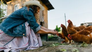 Woman farmer in denim clothes and hat smiling feeding greens to free-range chickens on sunny farm. Caring for agriculture: Satisfied woman feeding chickens with fresh leaves on her farm