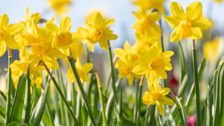 20 Totally Overrated Plants to Reconsider