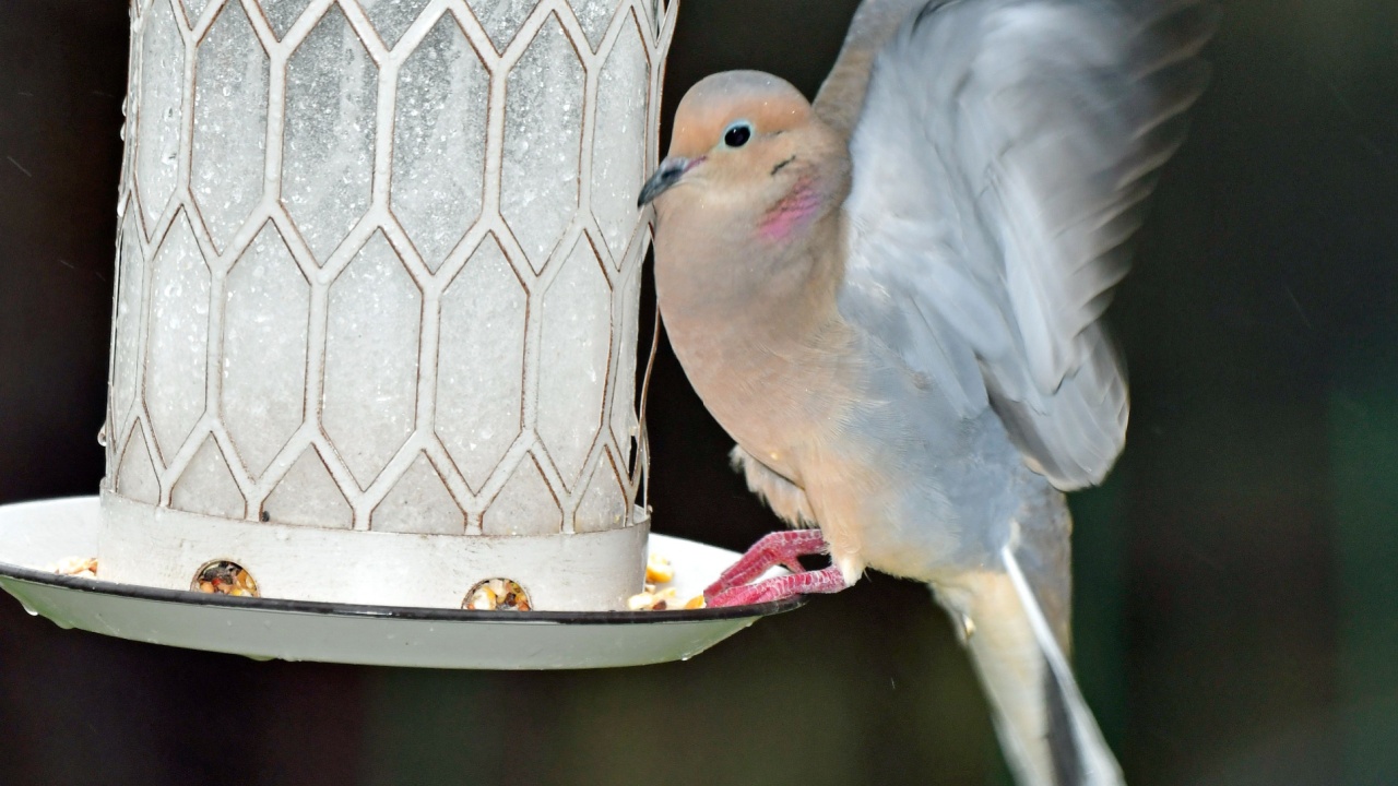 Mourning Dove, Fluttering Wings, on Bird Feeder