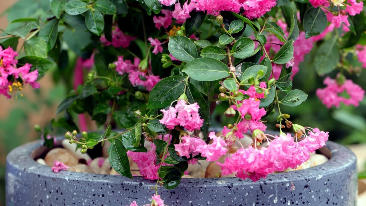 Crape myrtle flower plant growing fertilely planted in a pot