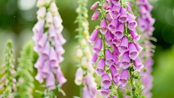 19 Tall Perennials for a Stunning Garden