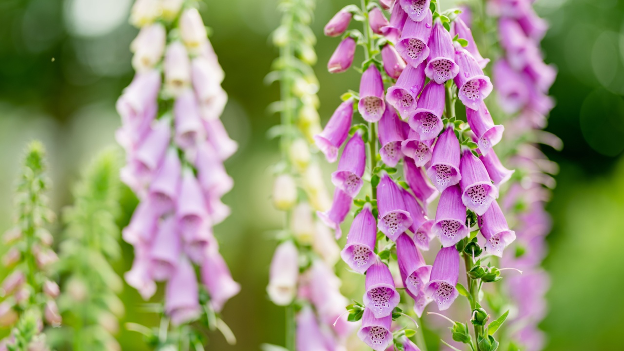 Beautiful purple foxglove flowers blossoming in the garden on sunny summer day. Digitalis purpurea blooming on a flower bed. Beauty in nature.