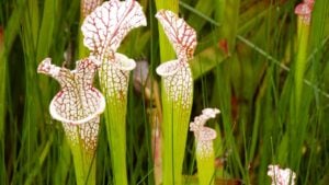 the white sarracenia with greens in the background