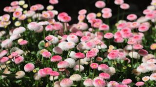 Pink flowers of english daisy. Bellis perennis pomponette, daisy in garden.