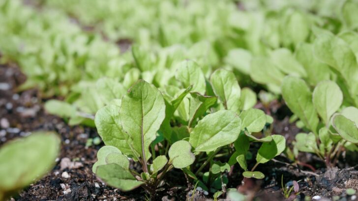 17 Vegetables to Plant Now for a Quick Fall Harvest 