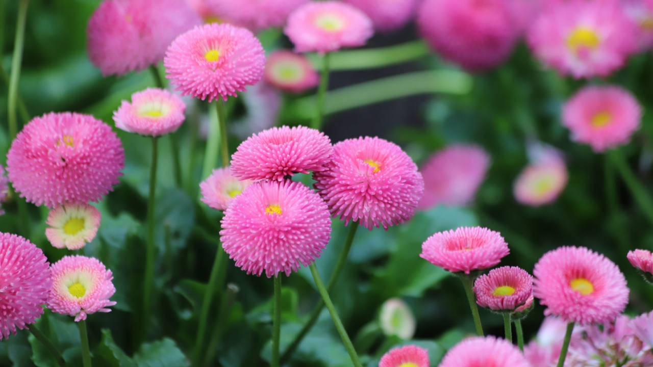 Pink flowers of english daisy. Bellis perennis pomponette, daisy in garden.