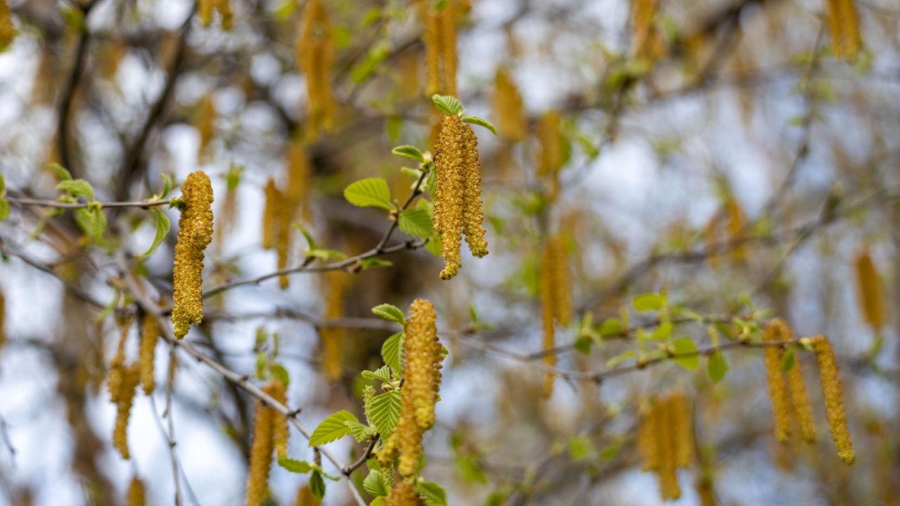Full frame macro abstract texture background of elongated yellow catkin flowers suspended on the branch of a river birch tree (betula nigra)