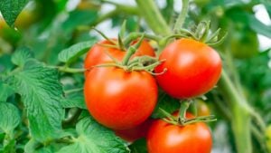 Tomato plants that look fresh and ready to harvest