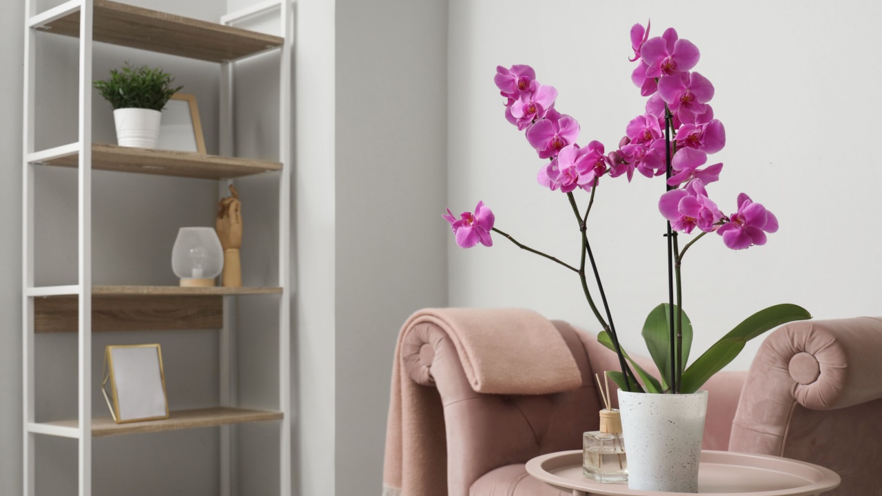 Orchid flower on table near pink armchair in living room