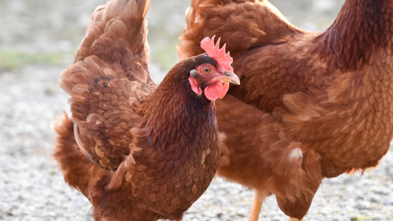 Rhode Island Red, Chicken, close up, outdoors in the dirt, sunshine.