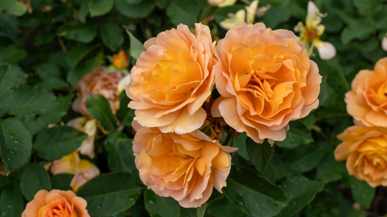 Honey Perfume rose flowers in a garden. United States.