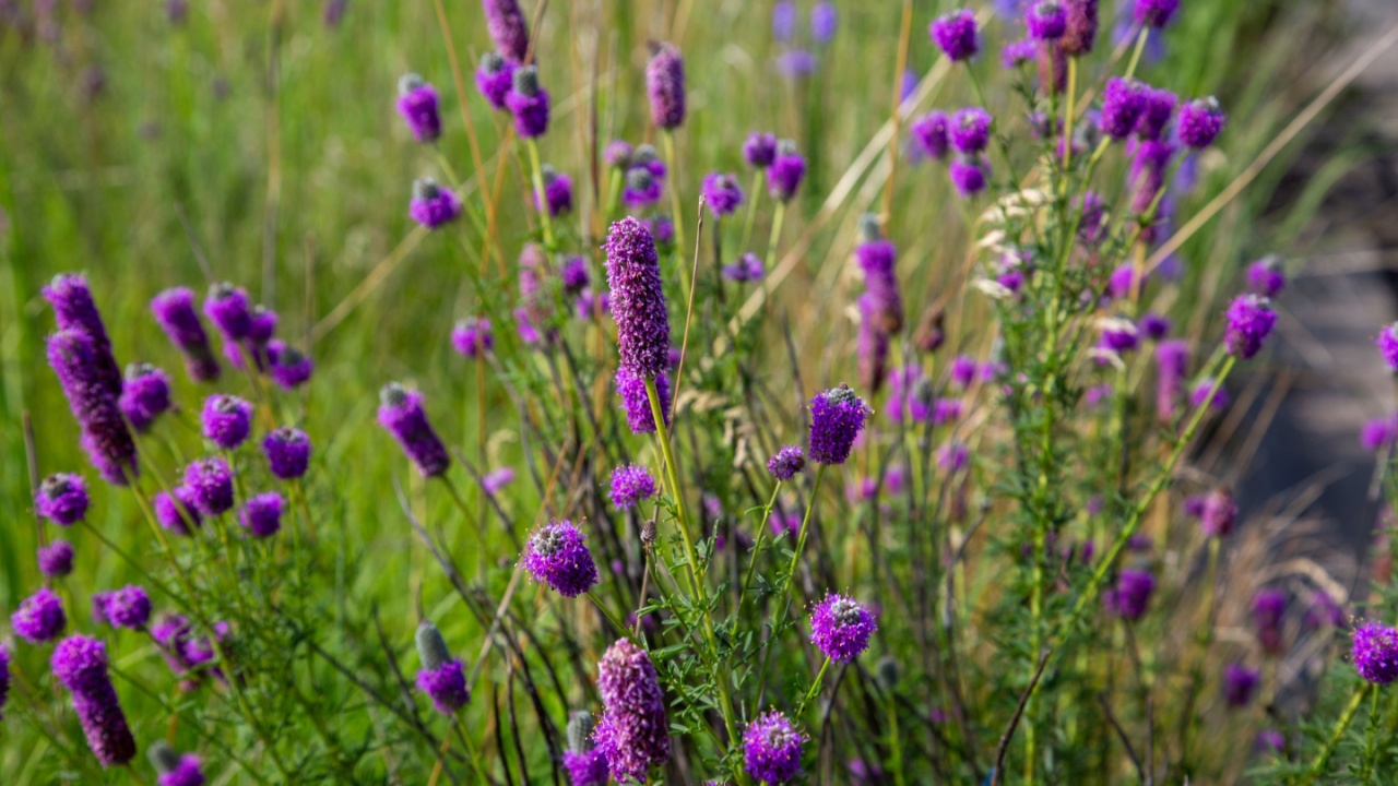 Dalea Purpurea Purple Prairie Clover Beautiful Violet Colored Flowers Herb Garden