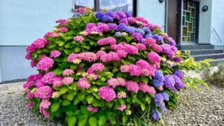 Huge flowering hydrangea shrub near house