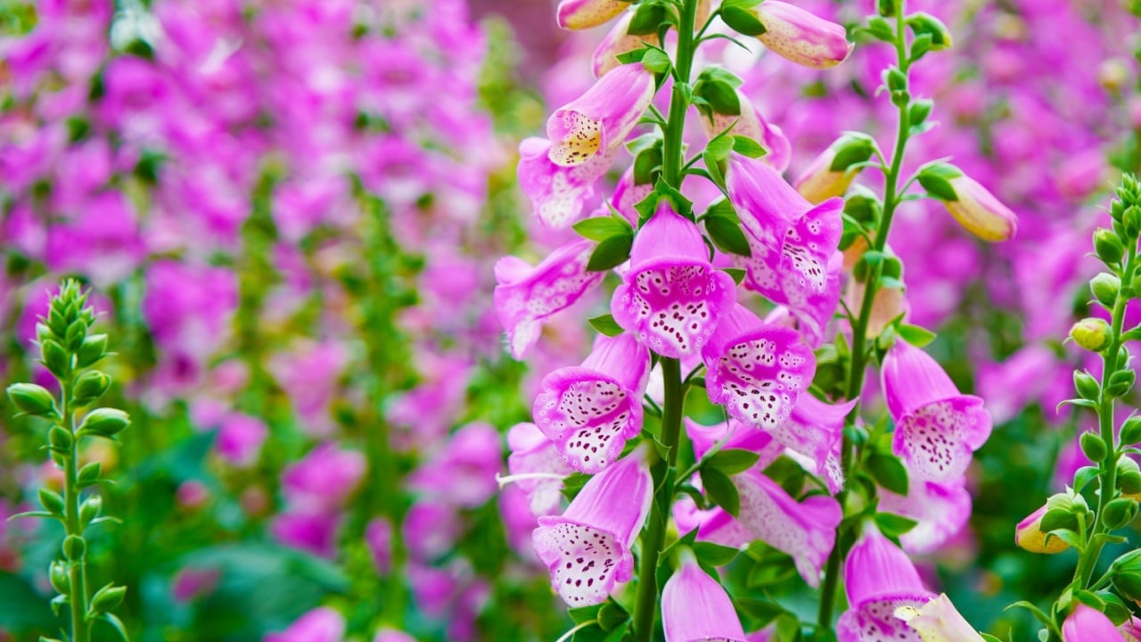 blooming vivid wild purple pink Foxglove (Digitalis purpurea) flower branch plants against green grass garden meadow background, plant known for its poisonous effect, also grown as ornamental