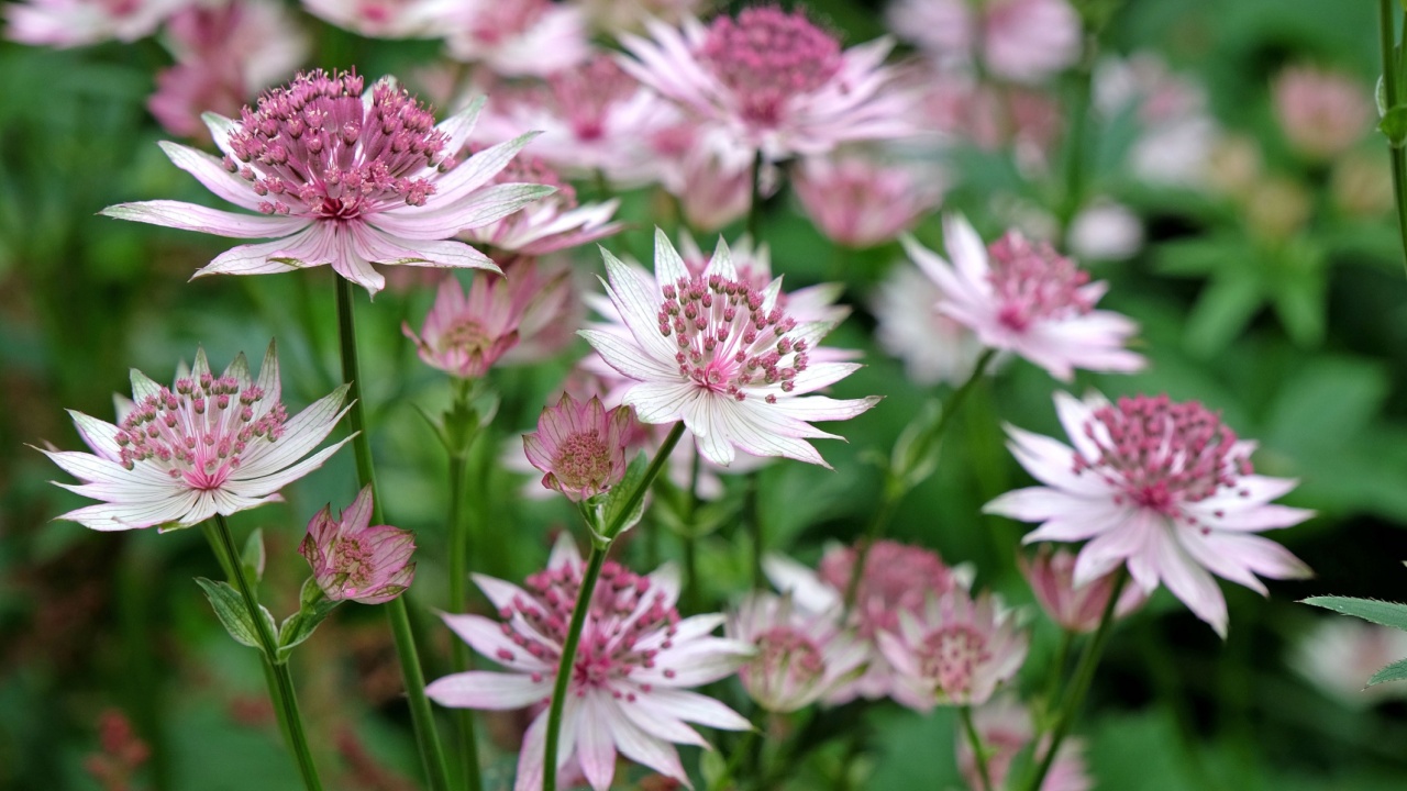 White and pink astrantia major, or masterwort, ‘Buckland’ in flower.