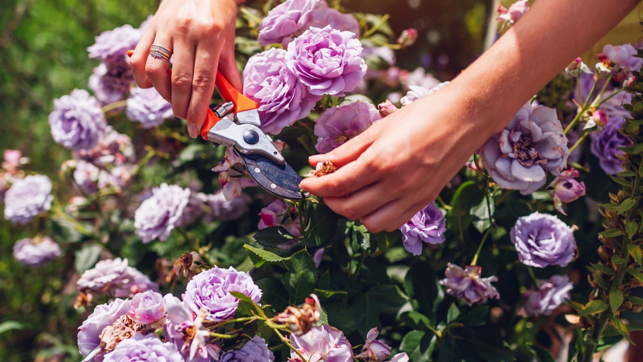 Woman deadheading spent rose blooms in summer garden. Gardener cutting wilted Novalis purple flowers off with pruner.