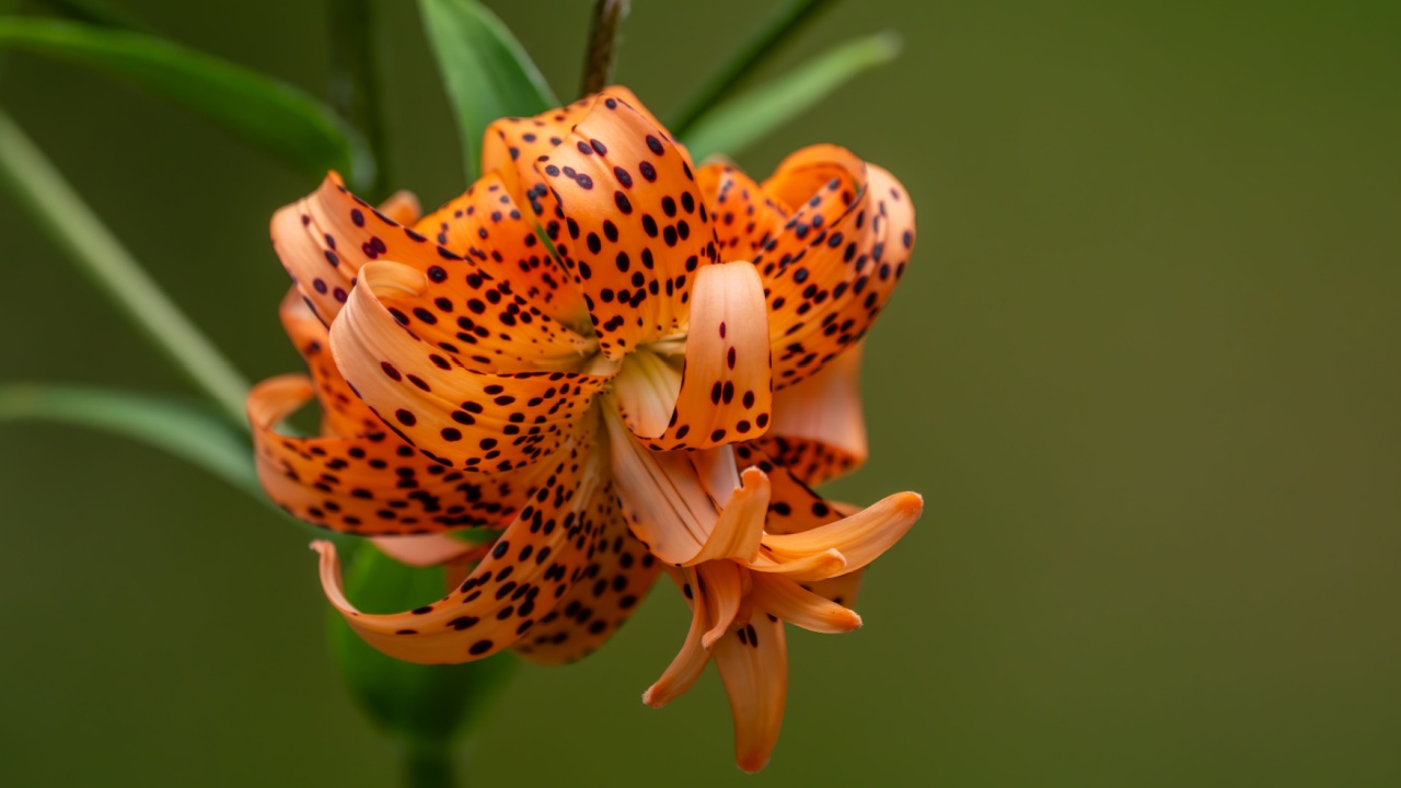 Orange double tiger lily flower