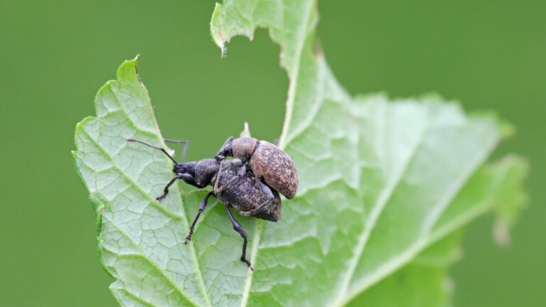 The black vine weevil (Otiorhynchus sulcatus). Male and female on a damaged leaf.