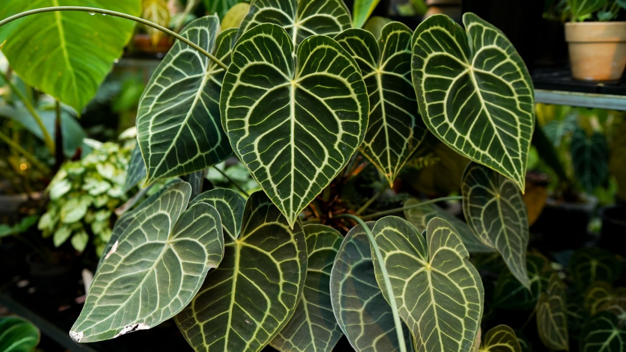 close up of anthurium clarinervium leaves, tropical garden, indoor plants