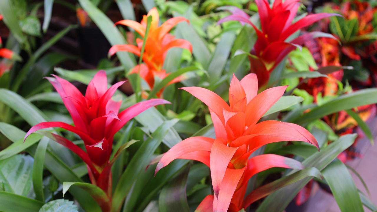 Bromeliad. The Bromeliaceae (the bromeliads) are a family of monocot flowering plants of about 80 genera and 3700 known species, native mainly to the tropical Americas,