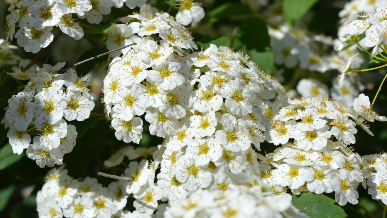 Beautiful and festive flowers, flowering bushes of Spiraea alba, white meadowsweet, narrowleaf meadowsweet, pale bridewort, or pipestem, with bright small flowers against of green leaves.